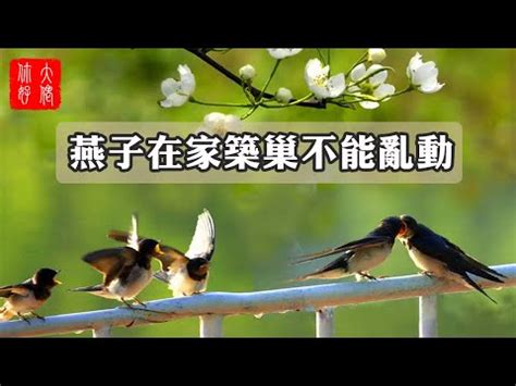 燕子門口築巢|「鳥界風水大師」燕築巢報喜訊 民俗專家：4生肖準備。